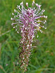 Pinkish stamens