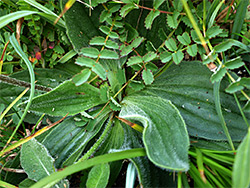 Hairy leaves