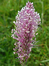 Pinkish inflorescence