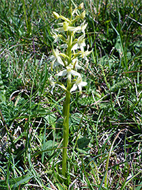 Stem and flowers