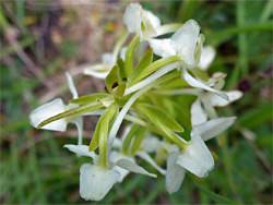 Top of a flower cluster