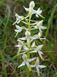 Lesser butterfly orchid