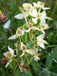 Withering flowers