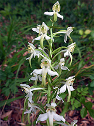 Greater butterfly orchid