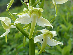 Greater butterfly orchid