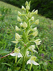 Developing inflorescence