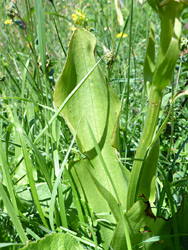 Broad leaf