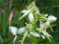 Greater butterfly orchid