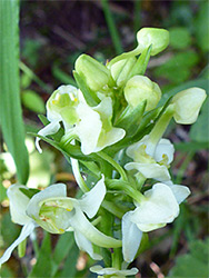 Developing flowers