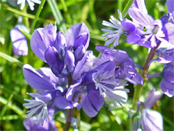 Blue and white flowers