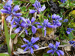 Flower clusters