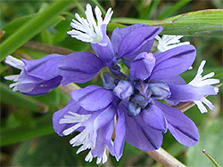 Calcareous grassland wildflowers