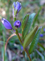 Leaves and flowers