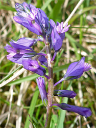 Veined sepals