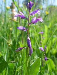 Common milkwort