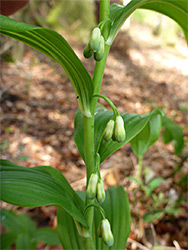 Polygonatum multiflorum