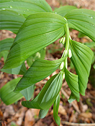 Flowering stem