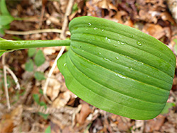 Veined leaf