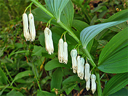 Polygonatum odoratum