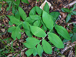 Leafy stems