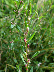 Polygonum arenastrum