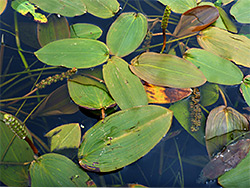 Floating leaves