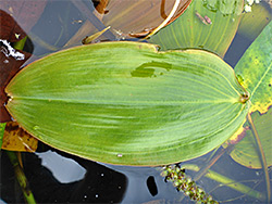 Ovate leaf