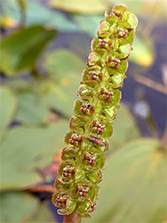 Greenish-brown flowers