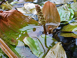 Leaves and inflorescence