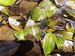 Green and brown leaves