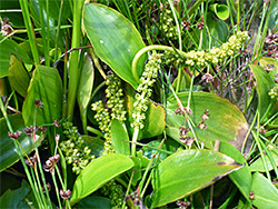 Bog pondweed