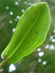 Dark-veined leaf
