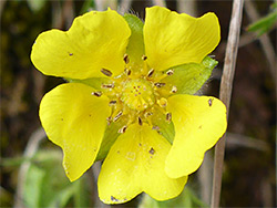 Spring cinquefoil