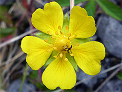 Petals and sepals