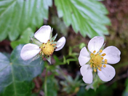 Two white flowers