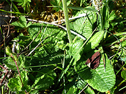 Basal leaves