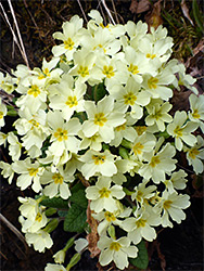 Primrose