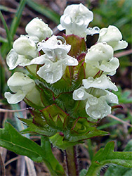 Prunella laciniata