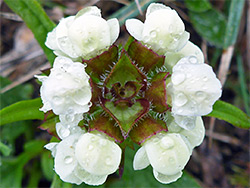 Top of a flower cluster