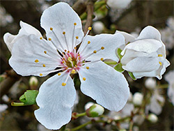 Prunus cerasifera