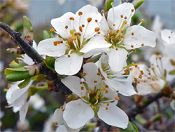 Prunus spinosa