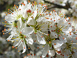 Clustered flowers