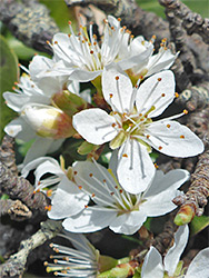 Twigs and flowers