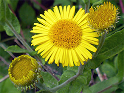 Common fleabane