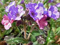 Bluish-purple flowers
