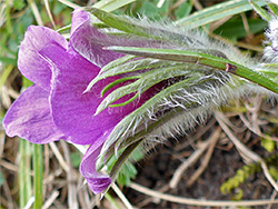 Hairy stem and sepals