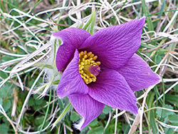 Veined petals