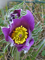 Opening flower