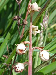 Flower buds