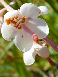 Round-leaved wintergreen